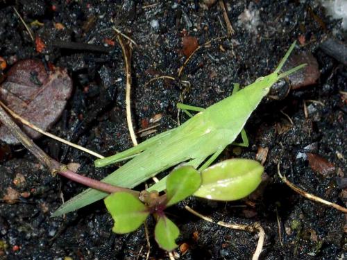Réf. 211 130 : Atractomorpha sp.